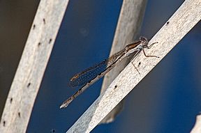 Gemeine Winterlibelle (Sympecma fusca), 14.04.2009